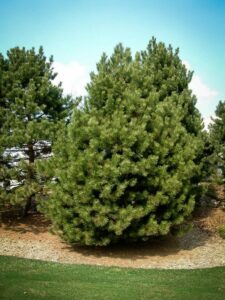 Сосна Чёрная (Pinus Nigra) купить по цене от 270.00р. в интернет-магазине «Посадика» с доставкой почтой в в Зверевое и по всей России – [изображение №1].