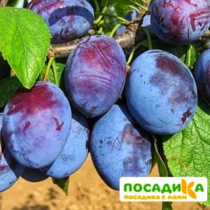 Слива Чачакская ранняя купить по цене от 229.00р. в интернет-магазине «Посадика» с доставкой почтой в в Зверевое и по всей России – [изображение №1].