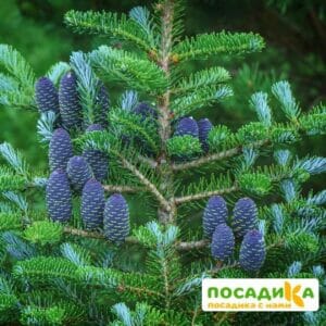 Пихта корейская (Abies koreana) купить по цене от 450.00р. в интернет-магазине «Посадика» с доставкой почтой в в Зверевое и по всей России – [изображение №1].