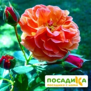 Роза Арабия купить по цене от 350.00р. в интернет-магазине «Посадика» с доставкой почтой в в Зверевое и по всей России – [изображение №1].