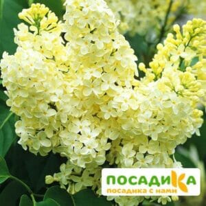 Сирень Примроуз (Primrose) купить по цене от 529.00р. в интернет-магазине «Посадика» с доставкой почтой в в Зверевое и по всей России – [изображение №1].