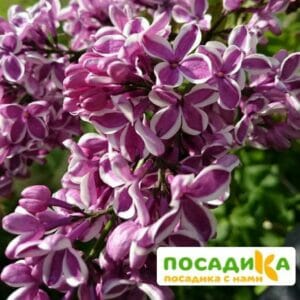 Сирень Сенсация купить по цене от 529.00р. в интернет-магазине «Посадика» с доставкой почтой в в Зверевое и по всей России – [изображение №1].