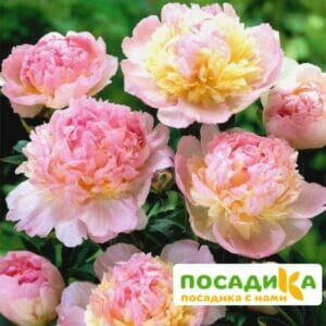 Пион Распберри Сандей (Paeonia Raspberry Sundae) купить по цене от 959р. в интернет-магазине «Посадика» с доставкой почтой в в Зверевое и по всей России – [изображение №1].