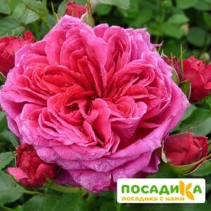 Шраб Роза Соул купить по цене от 390.00р. в интернет-магазине «Посадика» с доставкой почтой в в Зверевое и по всей России – [изображение №1].