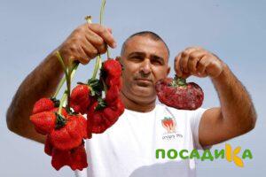 Клубника Гигант Джорнея купить по цене от 266р. в интернет-магазине «Посадика» с доставкой почтой в в Зверевое и по всей России – [изображение №1].