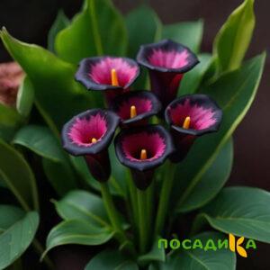 Калла Аура Лейс купить по цене от 400р. в интернет-магазине «Посадика» с доставкой почтой в в Зверевое и по всей России – [изображение №1].