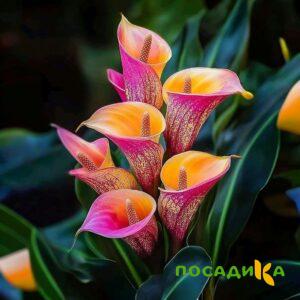 Калла Оникс купить по цене от 450р. в интернет-магазине «Посадика» с доставкой почтой в в Зверевое и по всей России – [изображение №1].