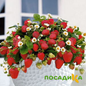 Клубника Рубиновый Шепот (горшечная) купить по цене от 240р. в интернет-магазине «Посадика» с доставкой почтой в в Зверевое и по всей России – [изображение №1].