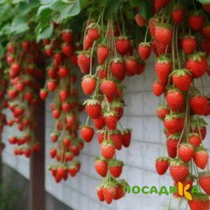 Клубника вьющаяся Комплимент купить по цене от 470р. в интернет-магазине «Посадика» с доставкой почтой в в Зверевое и по всей России – [изображение №1].