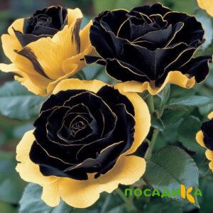 Роза Ханни Сикл купить по цене от 700р. в интернет-магазине «Посадика» с доставкой почтой в в Зверевое и по всей России – [изображение №1].