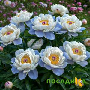 Пион акварельный Этюд купить по цене от 806р. в интернет-магазине «Посадика» с доставкой почтой в в Зверевое и по всей России – [изображение №1].