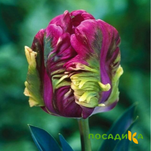 Тюльпан Экзотик Хэвен купить по цене от 186р. в интернет-магазине «Посадика» с доставкой почтой в в Зверевое и по всей России – [изображение №1].
