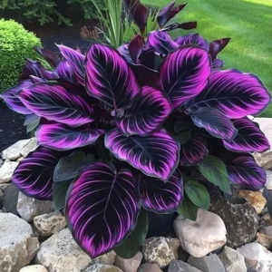 Хоста Люминоза купить по цене от 450р. в интернет-магазине «Посадика» с доставкой почтой в в Зверевое и по всей России – [изображение №1].