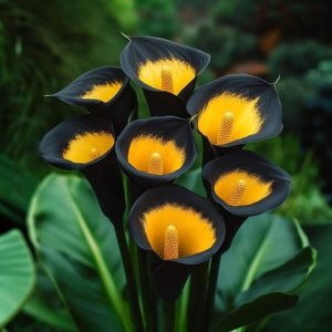 Калла Легато купить по цене от 620р. в интернет-магазине «Посадика» с доставкой почтой в в Зверевое и по всей России – [изображение №1].