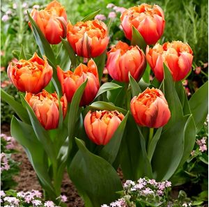 Тюльпан Гудошник Дабл купить по цене от 185р. в интернет-магазине «Посадика» с доставкой почтой в в Зверевое и по всей России – [изображение №1].