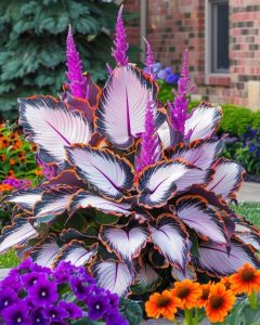 Хоста Кримэн Дрим купить по цене от 549р. в интернет-магазине «Посадика» с доставкой почтой в в Зверевое и по всей России – [изображение №1].