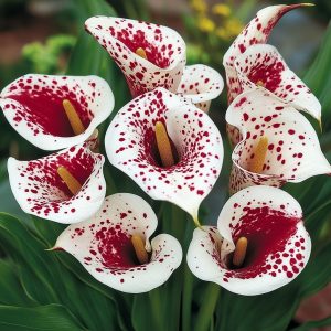 Калла Эмпайр купить по цене от 302р. в интернет-магазине «Посадика» с доставкой почтой в в Зверевое и по всей России – [изображение №1].