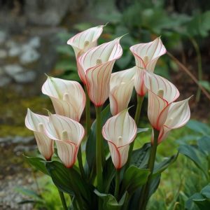 Калла Глейшер купить по цене от 299р. в интернет-магазине «Посадика» с доставкой почтой в в Зверевое и по всей России – [изображение №1].