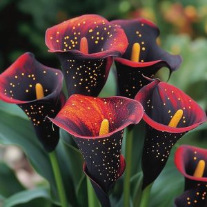 Калла Нуар купить по цене от 299р. в интернет-магазине «Посадика» с доставкой почтой в в Зверевое и по всей России – [изображение №1].