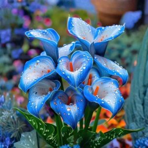 Калла Портрейт купить по цене от 292р. в интернет-магазине «Посадика» с доставкой почтой в в Зверевое и по всей России – [изображение №1].