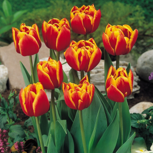 Тюльпан Блэк Фаер купить по цене от 275р. в интернет-магазине «Посадика» с доставкой почтой в в Зверевое и по всей России – [изображение №1].