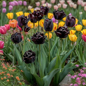 Тюльпан махровый Рейдинс Дарк купить по цене от 230р. в интернет-магазине «Посадика» с доставкой почтой в в Зверевое и по всей России – [изображение №1].