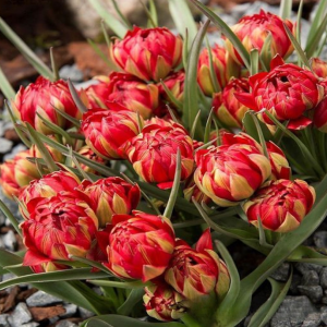 Тюльпан Ап Пинк купить по цене от 390р. в интернет-магазине «Посадика» с доставкой почтой в в Зверевое и по всей России – [изображение №1].