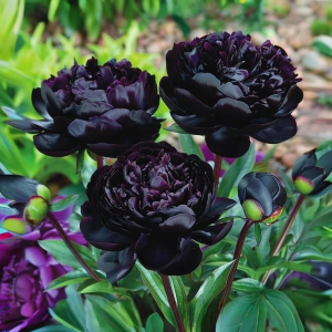 Пион Королевский Бархат купить по цене от 419р. в интернет-магазине «Посадика» с доставкой почтой в в Зверевое и по всей России – [изображение №1].