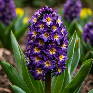 Гиацинт Вельвет Колор купить по цене от 2099р. в интернет-магазине «Посадика» с доставкой почтой в в Зверевое и по всей России – [изображение №1].