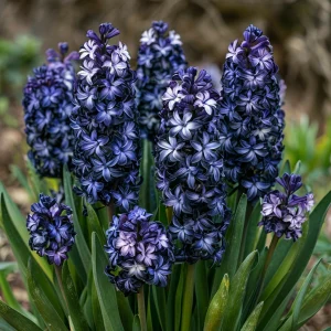 Гиацинт Блум Клауд купить по цене от 2099р. в интернет-магазине «Посадика» с доставкой почтой в в Зверевое и по всей России – [изображение №1].