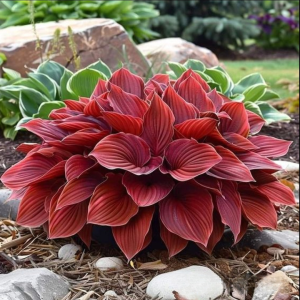 Хоста Рэд Эйнджл купить по цене от 549р. в интернет-магазине «Посадика» с доставкой почтой в в Зверевое и по всей России – [изображение №1].