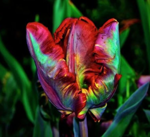 Тюльпан Эирпрайз купить по цене от 270р. в интернет-магазине «Посадика» с доставкой почтой в в Зверевое и по всей России – [изображение №1].